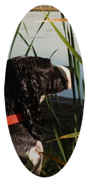 Gone Hunting (Duck with Dog)